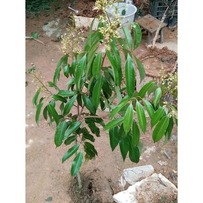 荔枝树苗嫁接无核桂味妃子笑仙进奉仙桃冰荔荔枝王南北方庭院种植