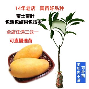 当年结果四季型大果金煌芒田东桂七香芒果苗嫁接苗果树苗盆栽地栽