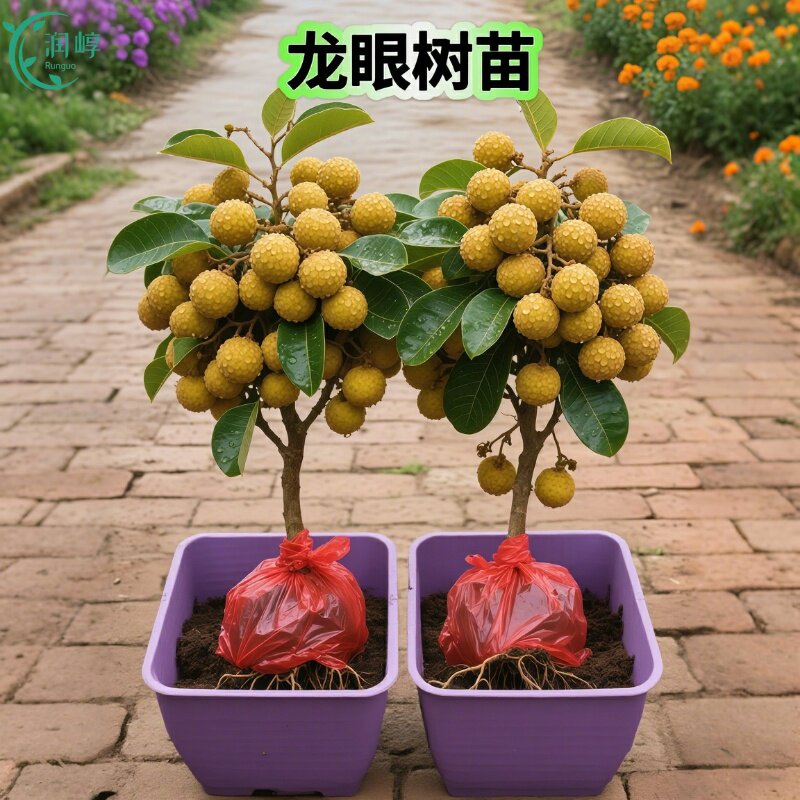 广东嫁接特大石硖储良龙眼树苗四季桂圆树苗庭院盆栽地栽当年结果