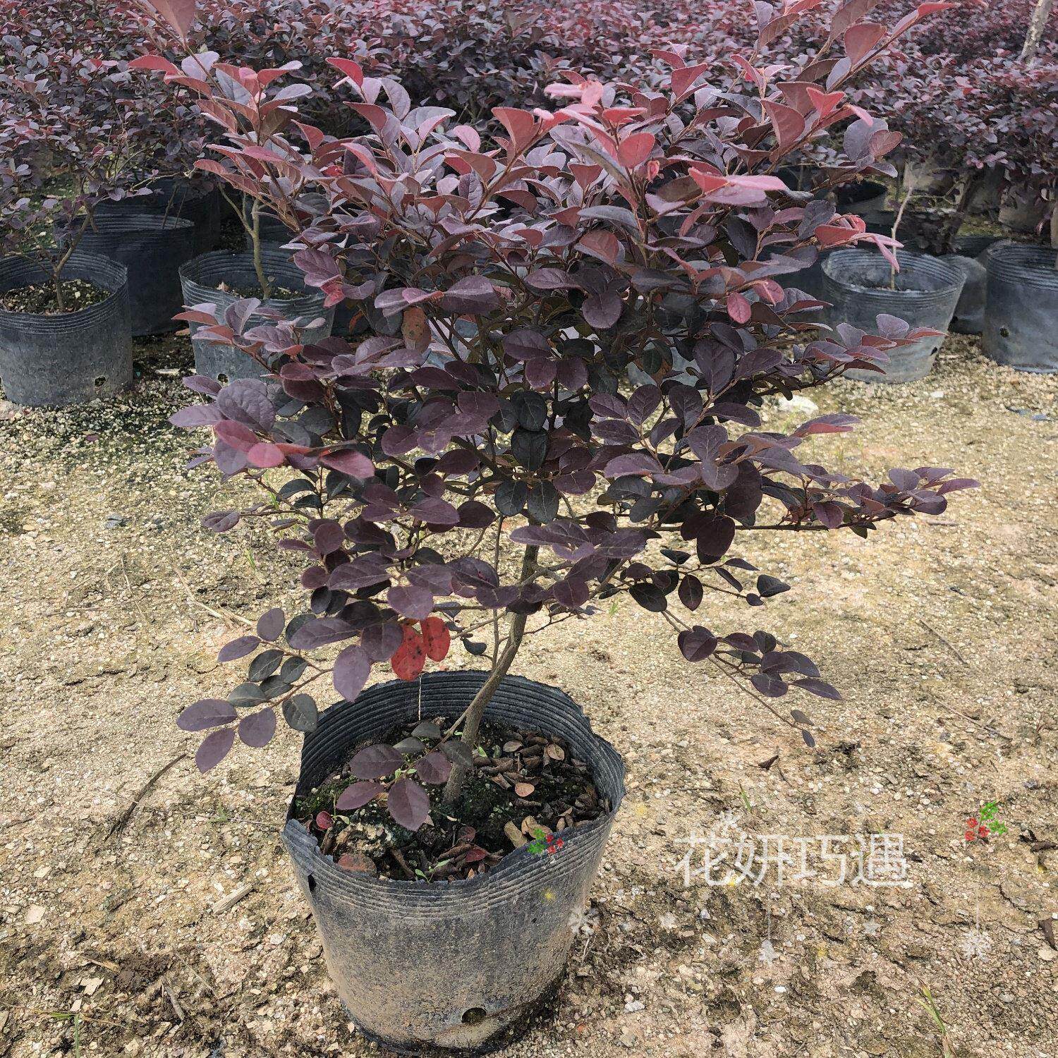 红花继木球红叶植物红继木苗带土球基地直销绿化树苗篱笆春季开花