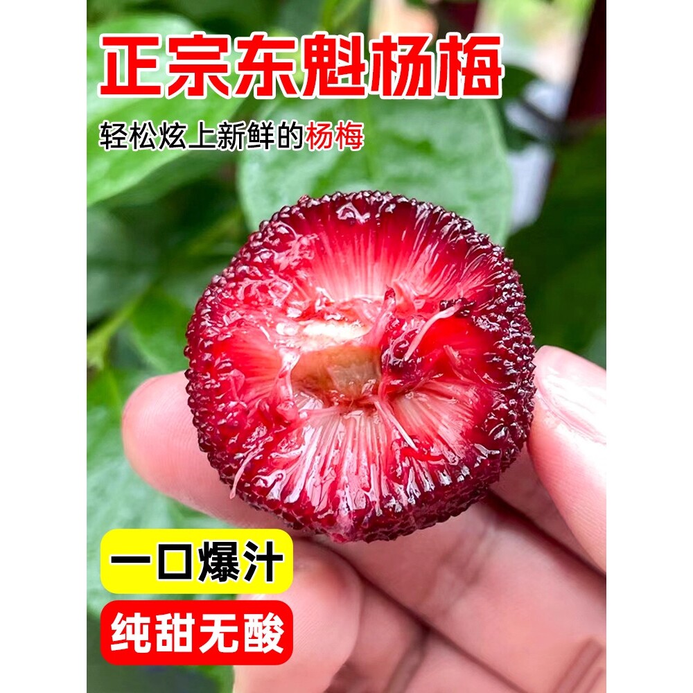 正宗嫁接东魁杨梅树树苗杨梅苗南北方种植地栽果树苗当年结果特大