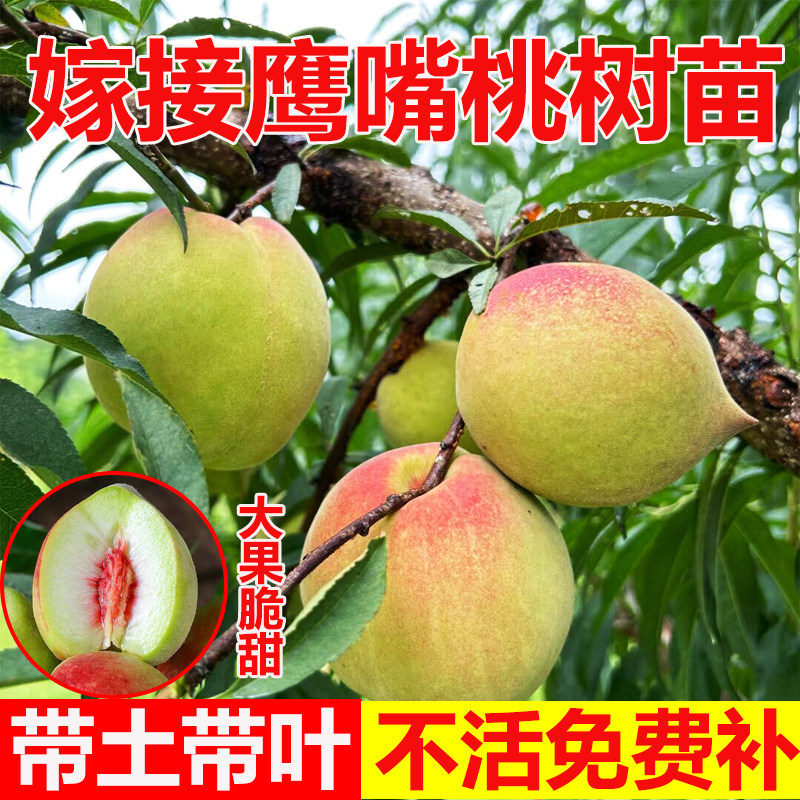 鹰嘴桃果树苗嫁接桃树果苗盆栽果树三月桃树果苗桃子正宗庭院楼顶