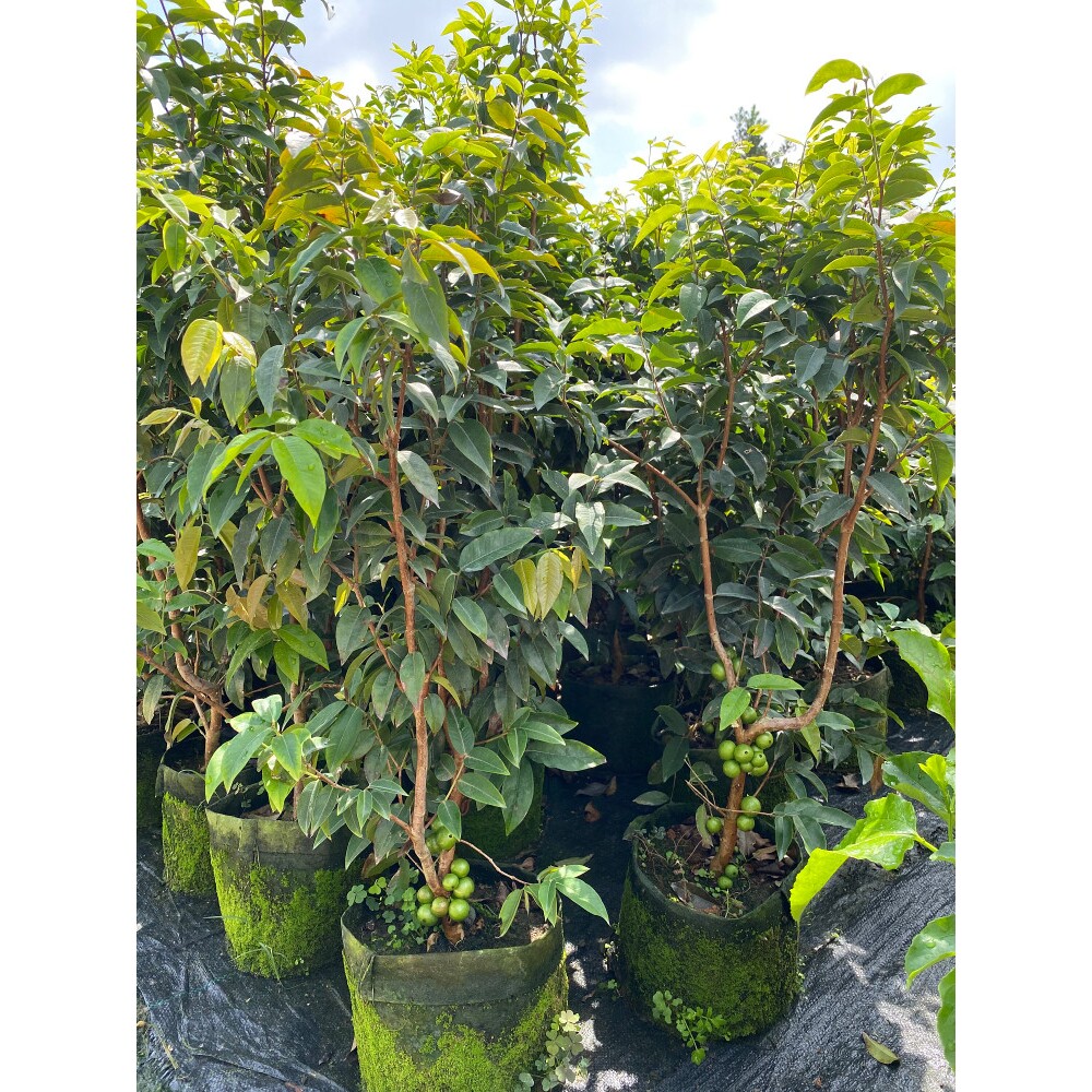 嘉宝果苗树葡萄苗果树沙巴红妃四季艾斯卡8年大树苗庭院盆栽带果