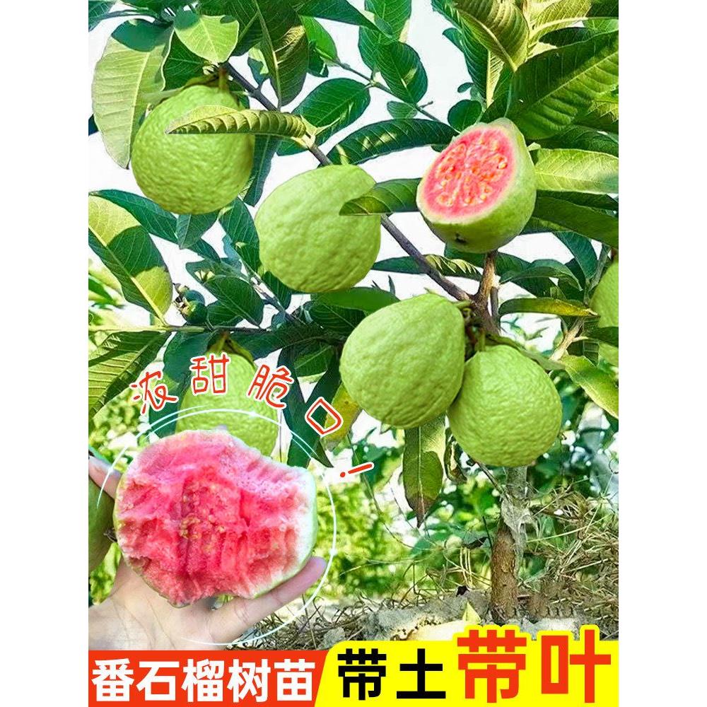 嫁接番石榴树苗红心芭乐珍珠无籽芭乐盆栽地栽南北方种植带土带叶