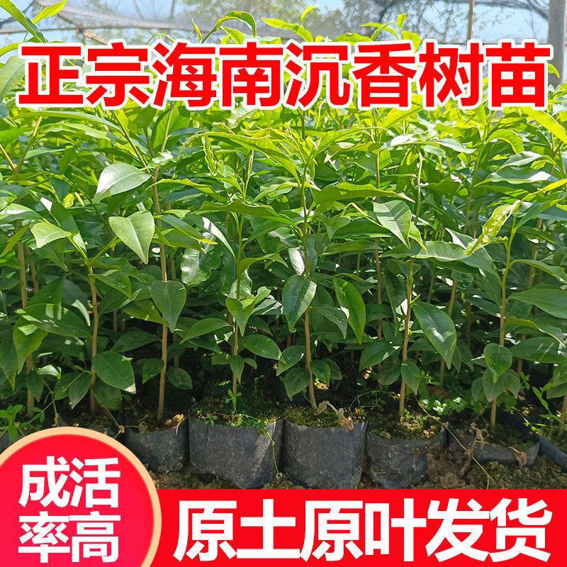正宗名贵海南沉香树苗奇楠沉香沉香树苗珍稀树苗耐热绿植沉香木苗
