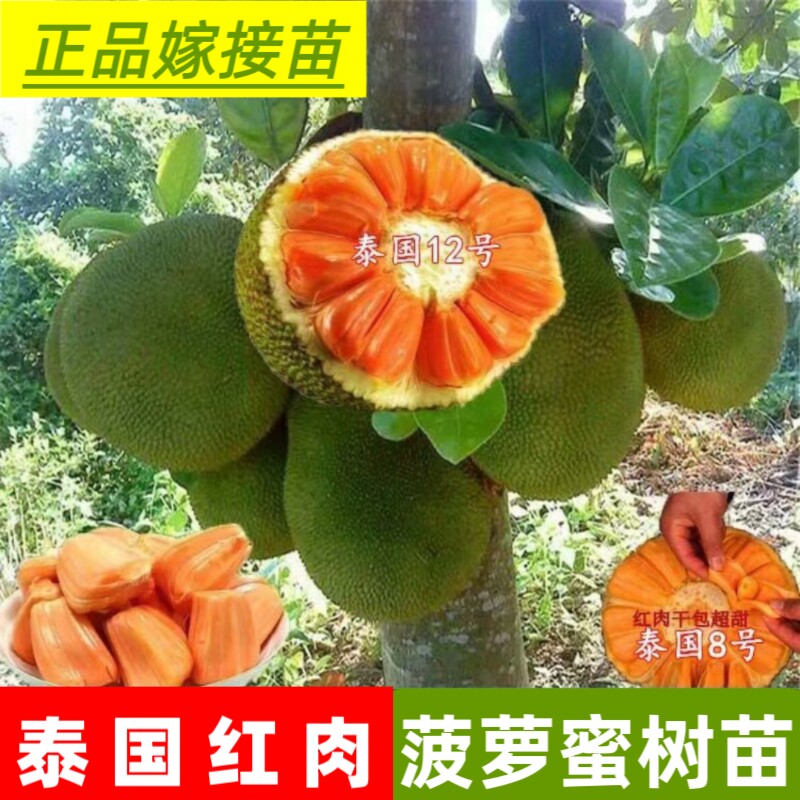 菠萝蜜苗泰国红肉菠萝8号12号印尼红肉菠萝香甜脆蜜广东木菠萝树