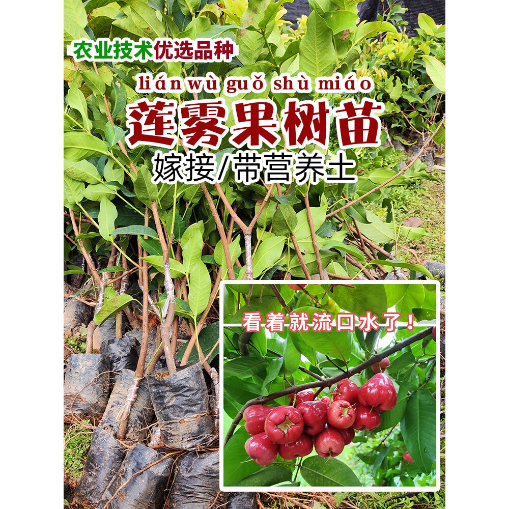 莲雾树苗黑金刚洋蒲桃树台湾连雾黑糖芭比大叶红当年结果嫁接果树