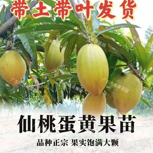 嫁接蛋黄果树苗鸡蛋果苗耀堂木瓜仙桃苗大金刚AL罗斯果苗黄金仙桃
