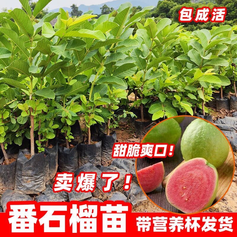 番石榴树果苗红心芭乐树苗南方种植庭院盆栽地栽四季果树当年结果
