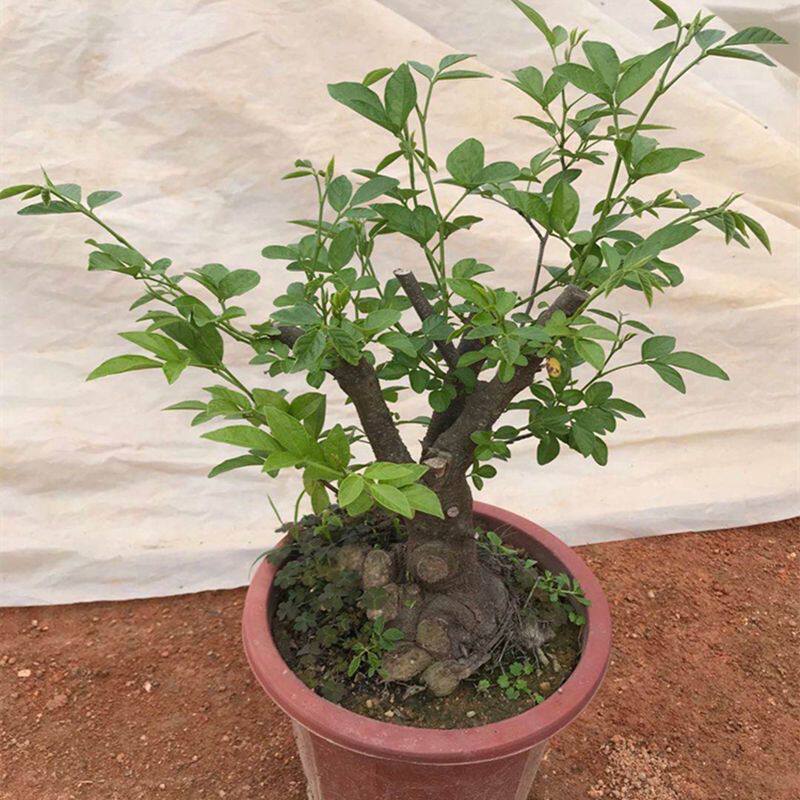 潮汕喜庆红花石榴花仙草抹草小槐花阳台庭院盆栽带土发货包邮