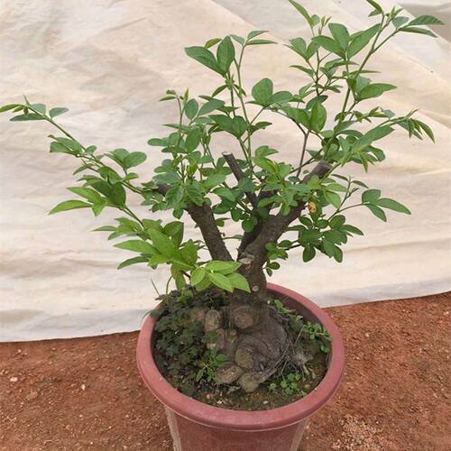 潮汕喜庆红花石榴花仙草抹草小槐花阳台庭院盆栽带土发货包邮