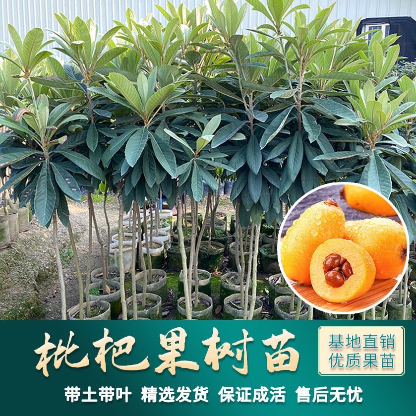 枇杷苗树嫁接大五星枇杷苗白玉枇杷树苗南北方种植果树苗当年结果