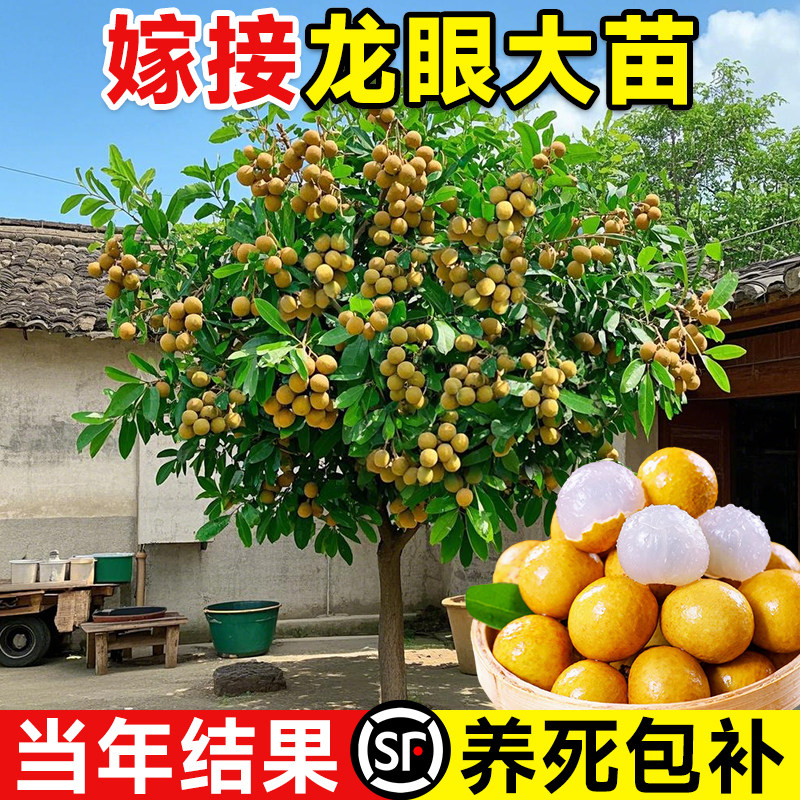龙眼树苖嫁接果树果苗盆栽正宗桂圆南方四季庭院种植带土懒人好养