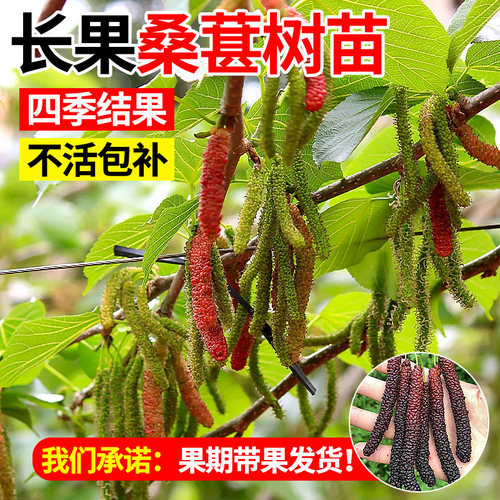 长果桑葚树苗台湾桑椹桑甚带果桑树活苗嫁接盆栽室内果树果苗阳台