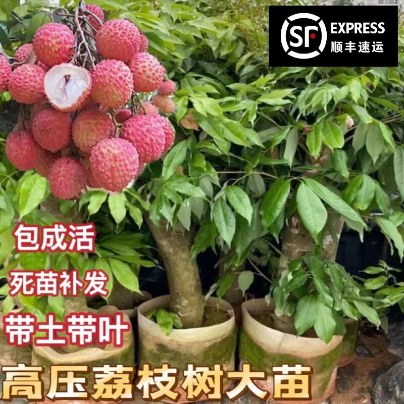 高压荔枝苗老桩荔枝冰荔白糖罂妃子笑桂味仙进奉无核果树当年结果