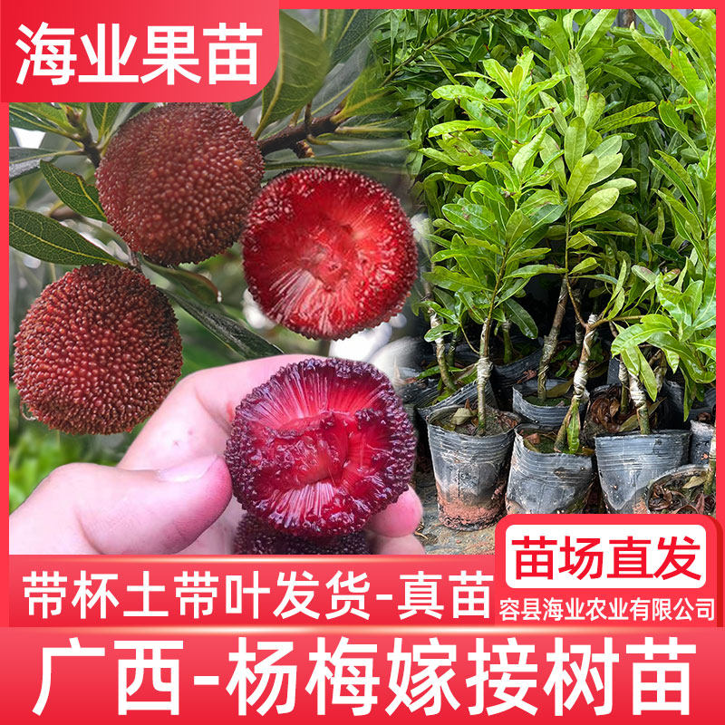 杨梅树树苗嫁接东魁大果杨梅早熟黑炭荸荠杨梅特大结果杨梅苗带土