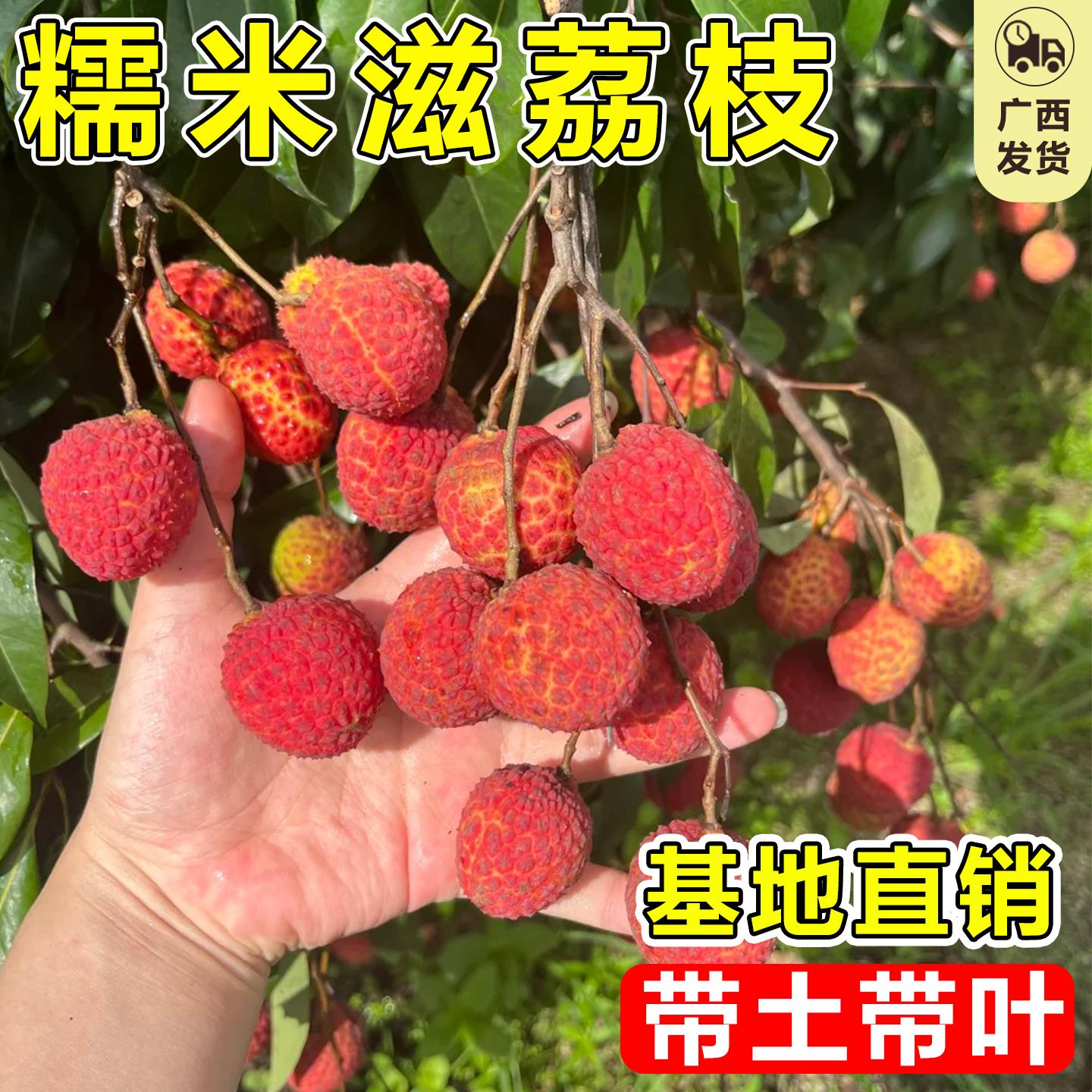 糯米糍荔枝苗特大嫁接果树方北方无核桂味广西荔枝树庭院地栽种植