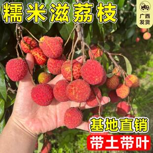糯米糍荔枝苗特大嫁接果树方北方无核桂味广西荔枝树庭院地栽种植