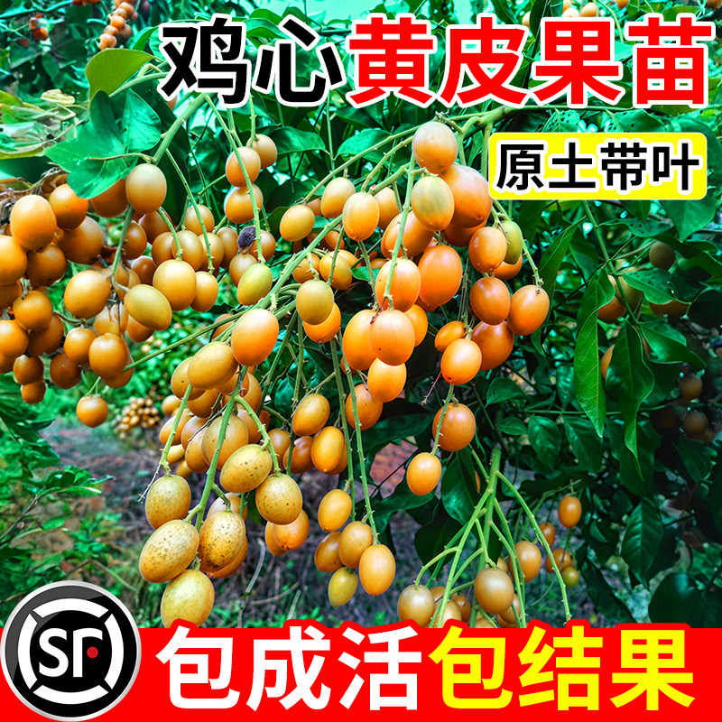 鸡心黄皮果苗纯甜嫁接黄皮果树果苗大果南北方当年结果阳台盆栽苗