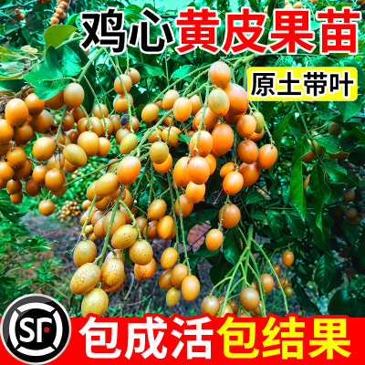 鸡心黄皮果苗纯甜嫁接黄皮果树果苗大果南北方当年结果阳台盆栽苗