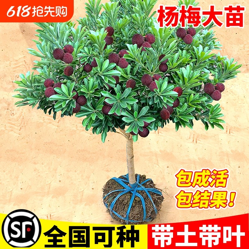 东魁杨梅树树苗正宗嫁接黑炭杨梅树树苗南北方种植盆地栽当年结果
