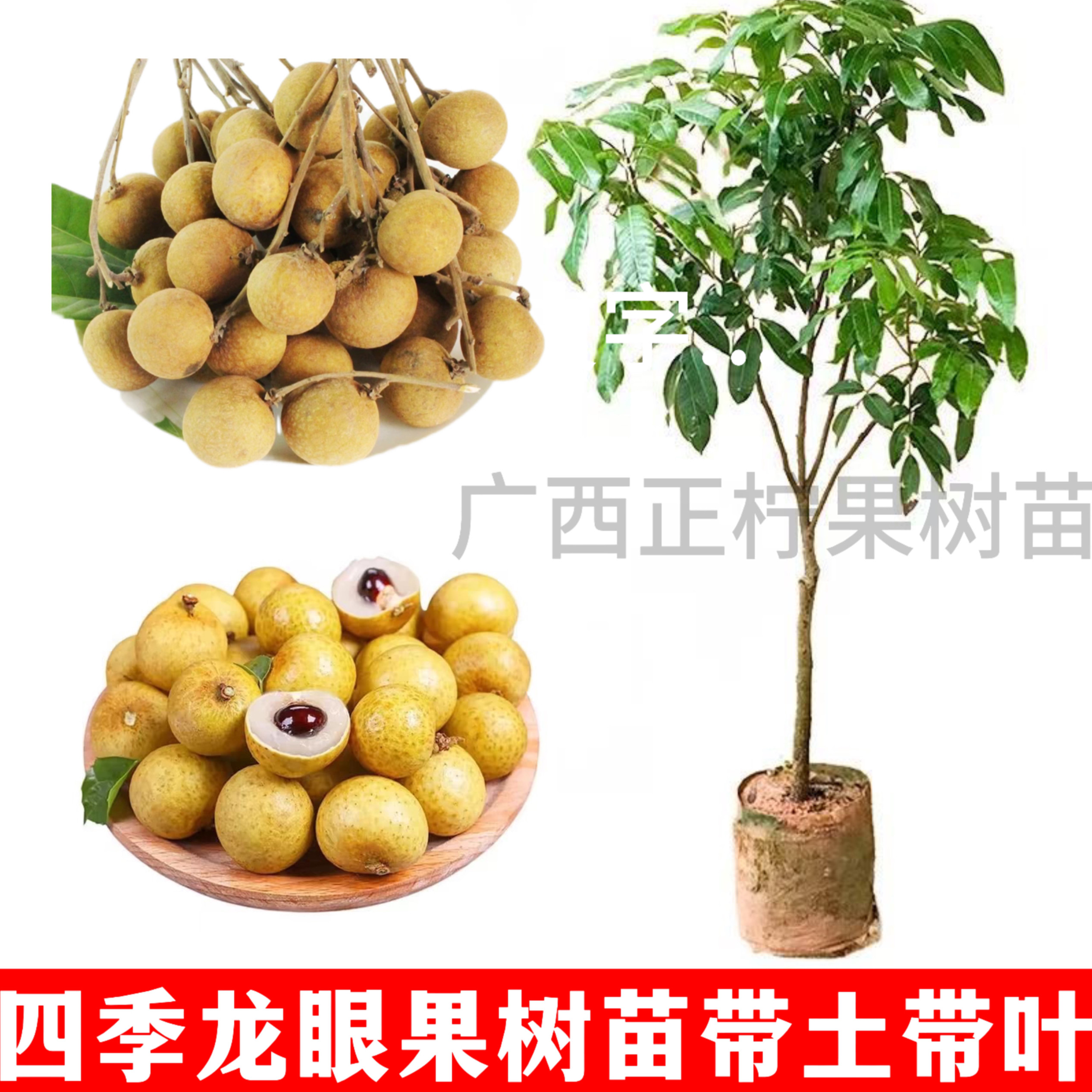 龙眼树苖嫁接盆栽水果树苗储良桂圆石硖南方四季种植地栽当年结果