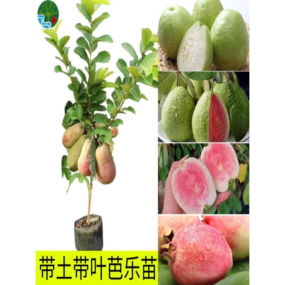 无籽番石榴树苗四季胭脂红芭乐红肉少籽红宝石嫁接果树苗当年结果