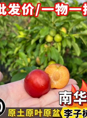李子苗热卖正宗三华李早生南华李苗当年结果阳台庭院盆栽果树苗