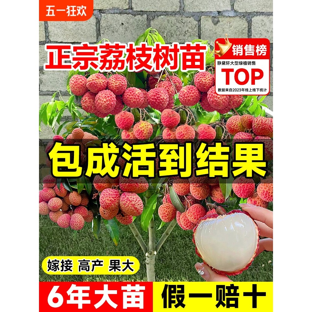 荔枝树苖嫁接果树无核桂味妃子笑特大号南北方庭院盆栽四季水果苗