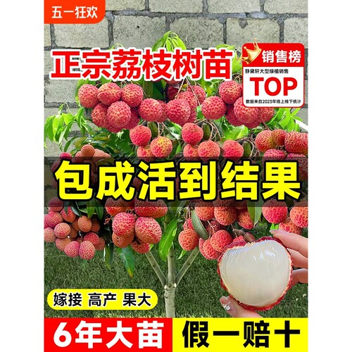 荔枝树苖嫁接果树无核桂味妃子笑特大号南北方庭院盆栽四季水果苗
