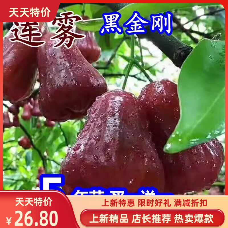 当年结果大叶莲雾苗黑糖芭比莲雾嫁接果树苗盆栽带土南北方可种植