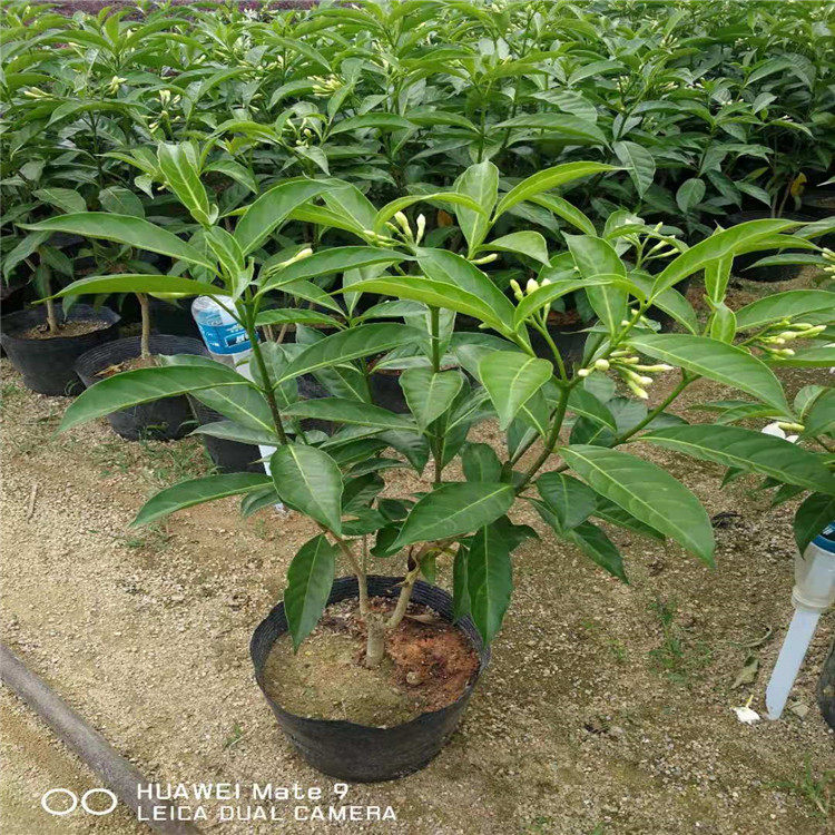 包邮 花圃基地直销室内外当年开花盆栽 秋香苗 狗牙花 月牙花树桩
