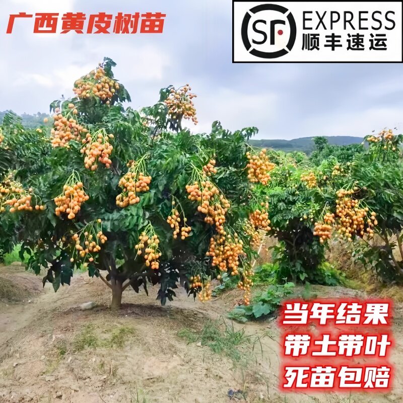 广西嫁接无核鸡心黄皮树苗大果贵妃黄皮苗树带泥叶盆地栽南方种植