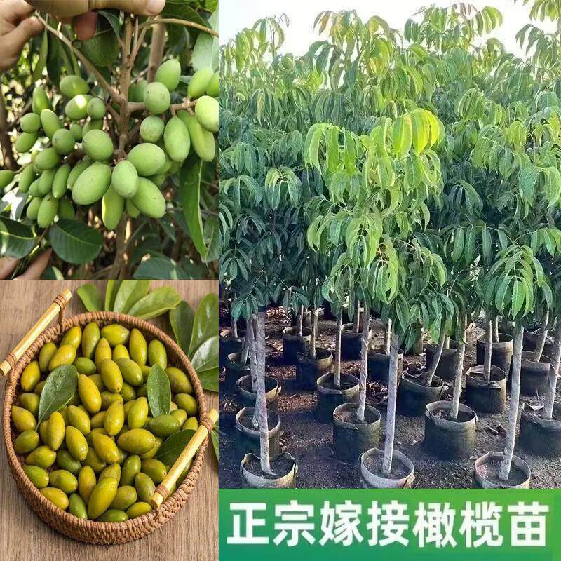 正宗嫁接橄榄果树苗高产甜橄榄青橄榄三棱橄榄苗黑橄榄太平洋橄榄