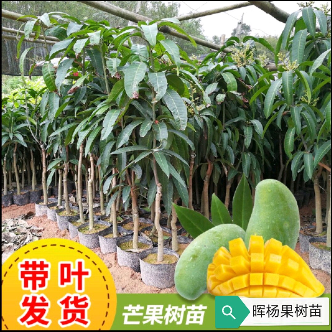 贵妃芒 金煌芒 台农 桂七 大青芒 果树苗南北方可种植 当年结果