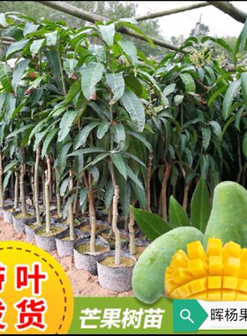 贵妃芒 金煌芒 台农 桂七 大青芒 果树苗南北方可种植 当年结果