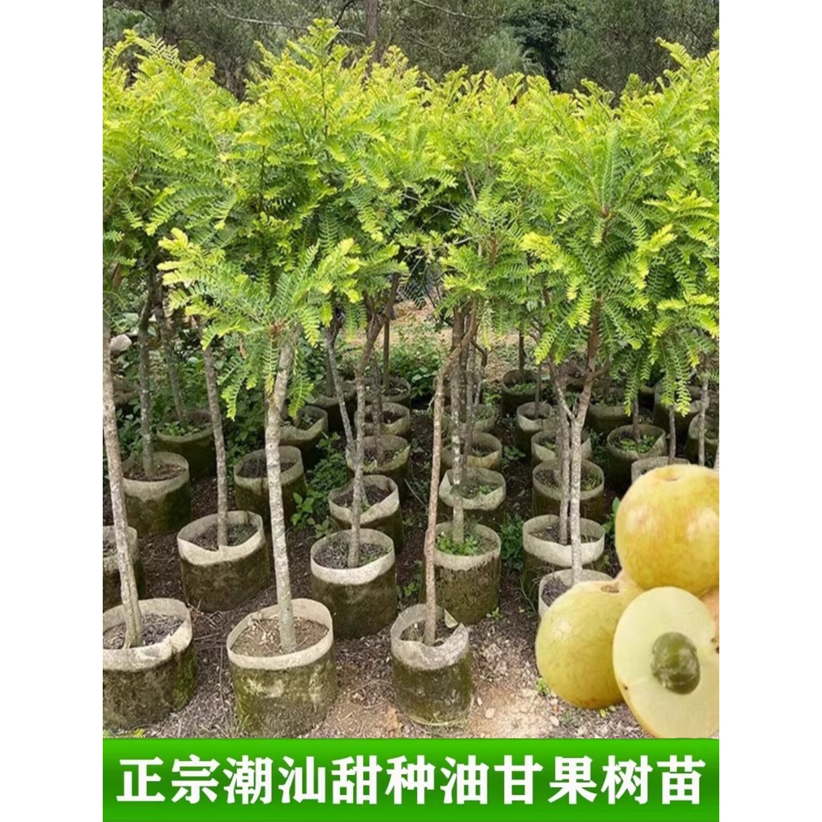 油甘果树苗油柑果苗大果甜油甘树苗牛甘子苗嫁接高产大苗带土带叶