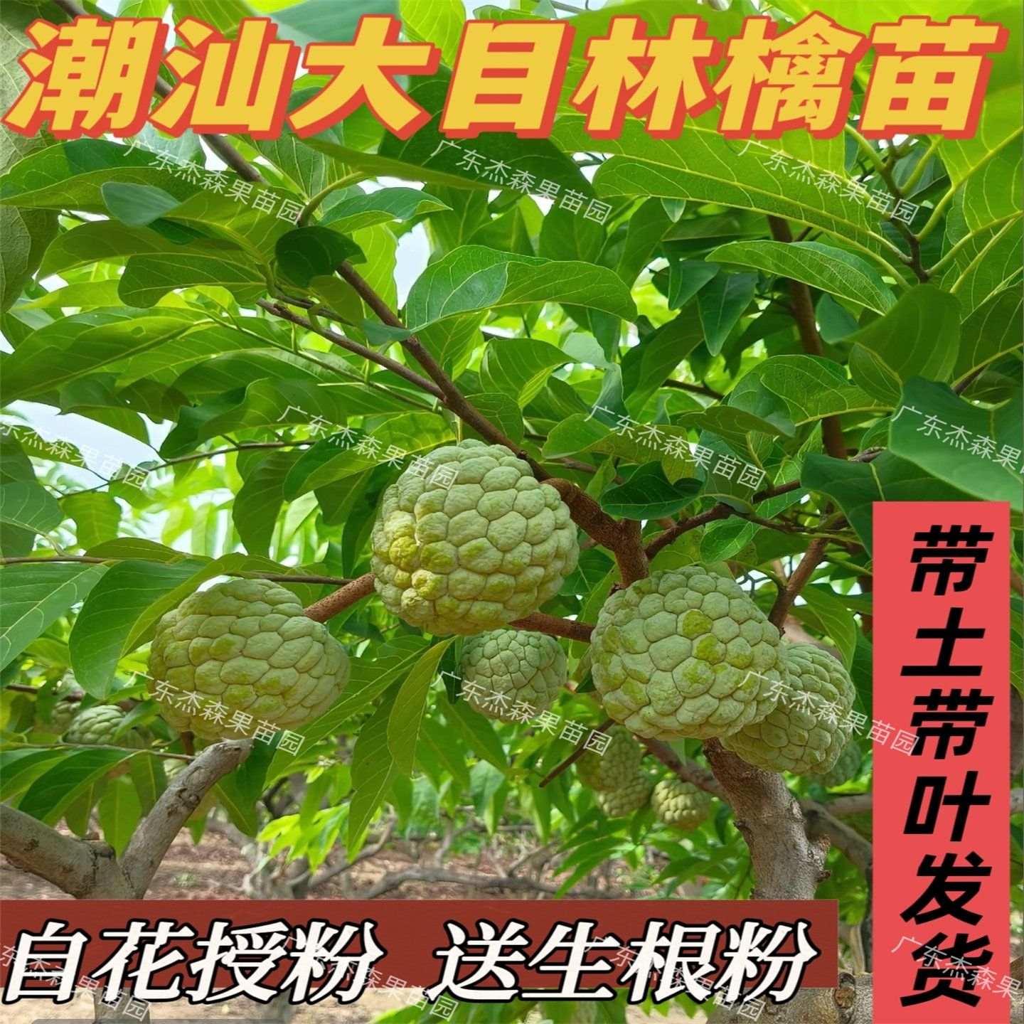潮汕本地释迦果林檎苗水果树苗番荔枝苗佛头果自花授粉大目品种