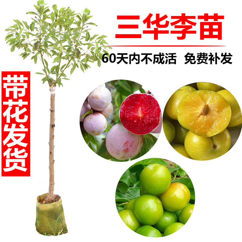 李子苗树苗嫁接钱排三华李苗米李苗早熟迟熟可盆栽南方种北方种植