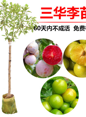 李子苗树苗嫁接钱排三华李苗米李苗早熟迟熟可盆栽南方种北方种植