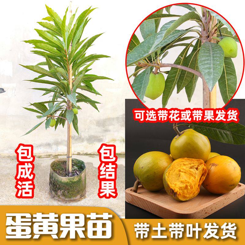 耀堂仙桃苗 正宗蛋黄果苗树苗带果发货鸡蛋果苗四季种植当年结果