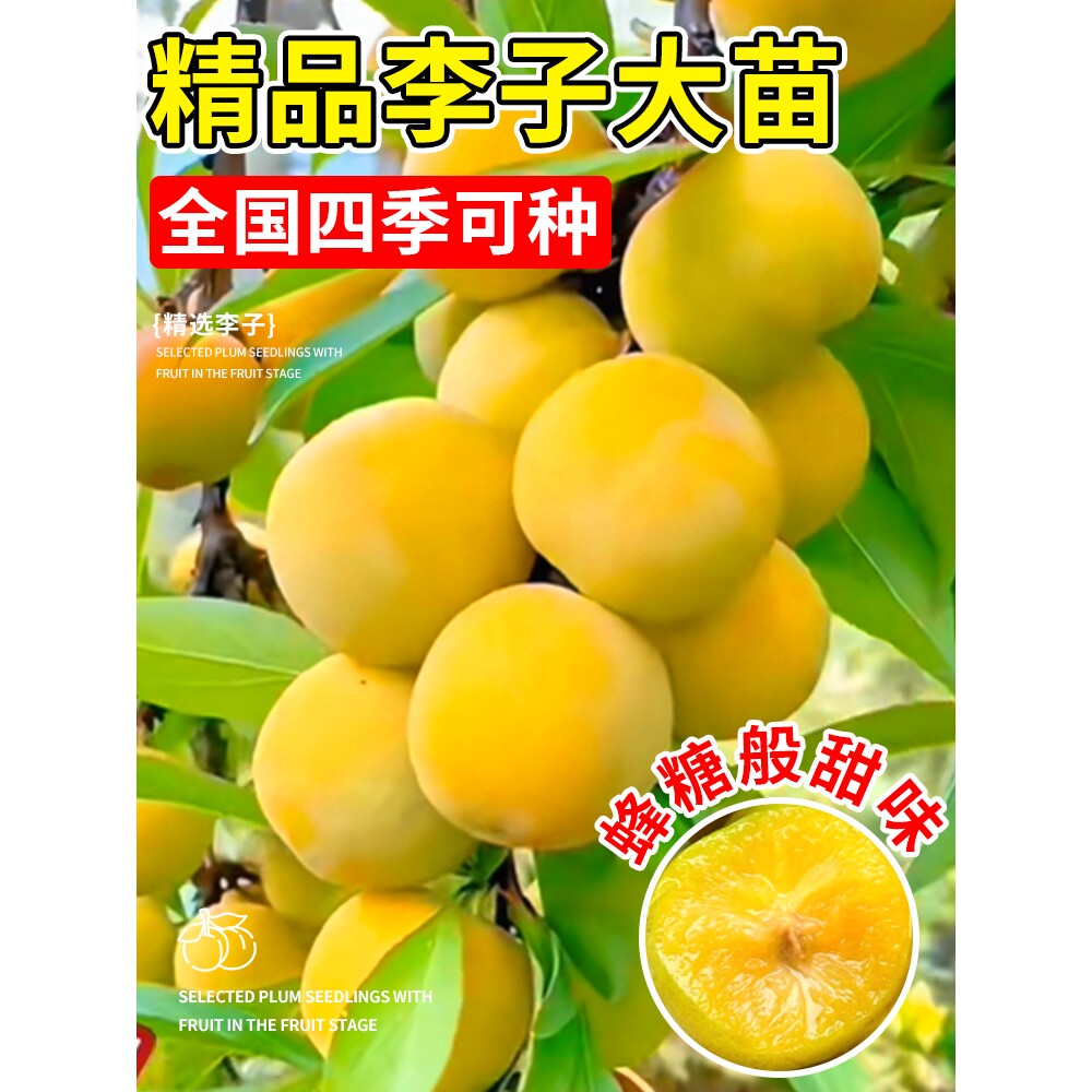 蜂糖李子树苗正宗贵州特大号嫁接三华水果树脆果苗盆栽南北方种植