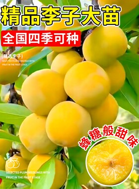 蜂糖李子树苗正宗贵州特大号嫁接三华水果树脆果苗盆栽南北方种植