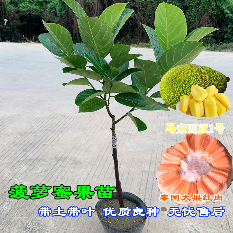 菠萝蜜果苗 接嫁马来西亚一号黄肉菠萝蜜泰国新品种四季红肉 果树