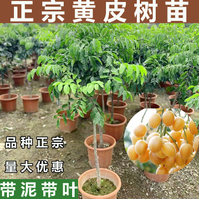 广西黄皮树苗鸡心无核贵妃黄皮果苗果树庭院盆栽地栽南方种植带土