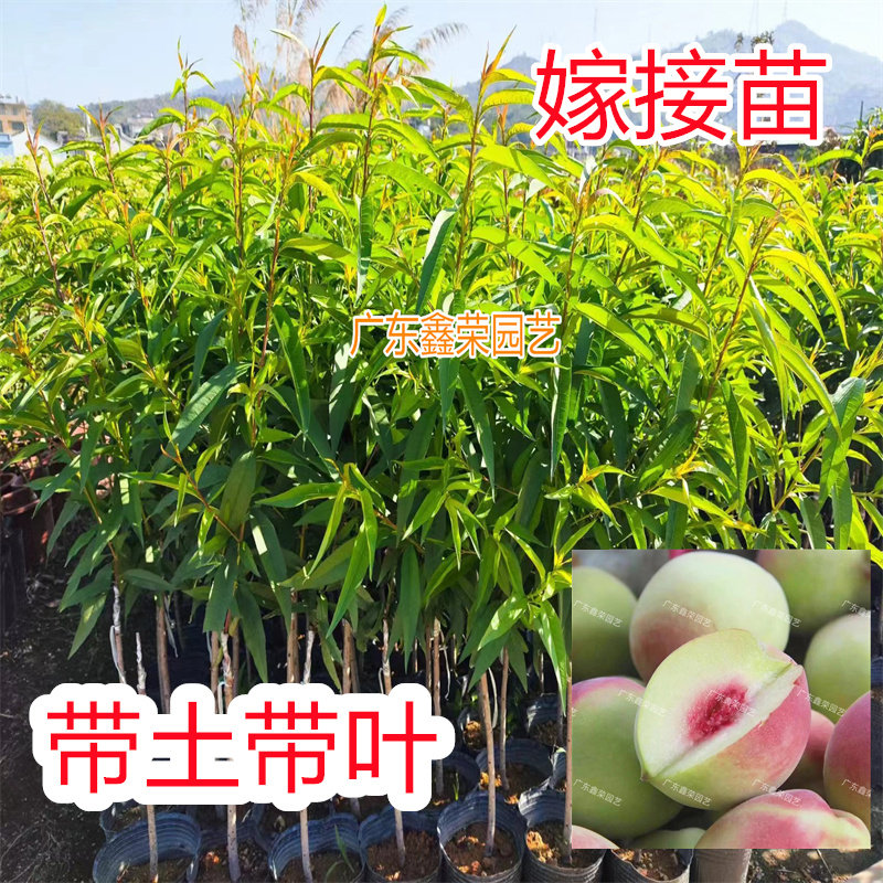 正宗嫁接连平鹰嘴桃树苗三月桃果树苗水蜜桃树南北方种植当年结果