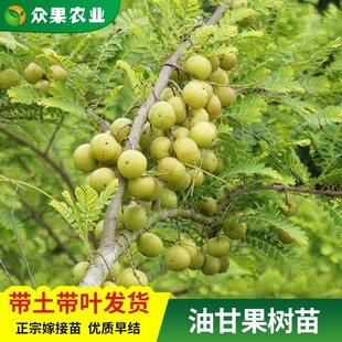 嫁接油柑树苗嫁接庭院盆栽余柑果树苗耐寒牛柑子苗树南方地栽种植