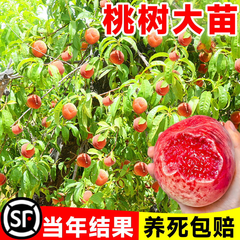 水蜜桃树果苗冬桃油桃果树果苗南方阳台盆栽种植当年结果嫁接活苗