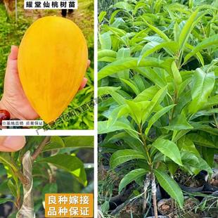 特大耀堂仙桃苗嫁接木瓜仙桃鸡蛋果苗南方盆栽地四季结果蛋黄果苗