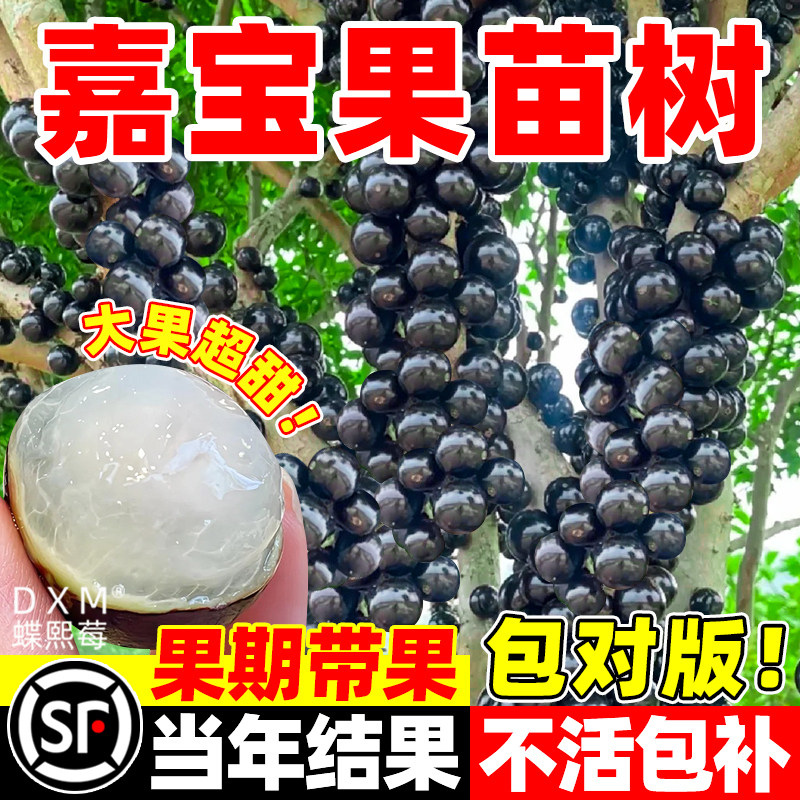 嘉宝果苗树沙巴艾斯卡四季红妃树嫁接南北方种植当年结果庭院盆栽